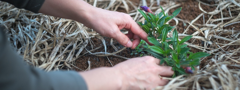 La jardinería: 6 beneficios de la Jardinería para la salud Beneficios-para-la-salud